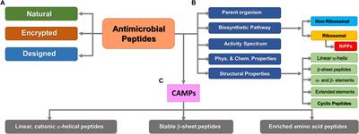 Combating Antimicrobial Resistance With New-To-Nature Lanthipeptides Created by Genetic Code Expansion